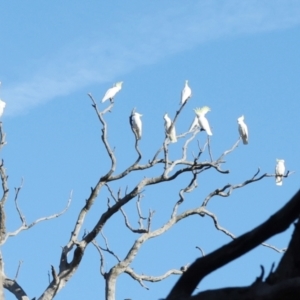 Cacatua galerita at Aranda Bushland - 23 May 2024