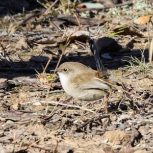 Malurus cyaneus at Aranda Bushland - 23 May 2024