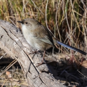 Malurus cyaneus at Aranda Bushland - 23 May 2024