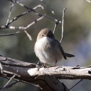 Malurus cyaneus at Aranda Bushland - 23 May 2024