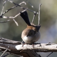 Malurus cyaneus at Aranda Bushland - 23 May 2024