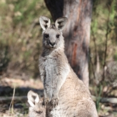 Macropus giganteus (Eastern Grey Kangaroo) at Aranda Bushland - 23 May 2024 by AlisonMilton