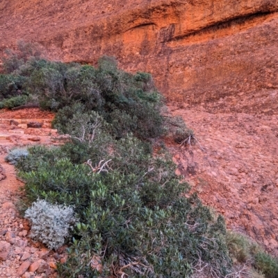 Ficus platypoda (Native Rock Fig) at Uluru-Kata Tjuta - 11 May 2024 by Darcy