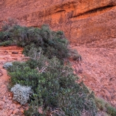 Ficus platypoda at Uluru-Kata Tjuta - 11 May 2024