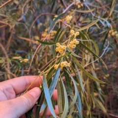 Pittosporum angustifolium (Weeping Pittosporum) at Uluru-Kata Tjuta - 11 May 2024 by Darcy