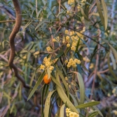 Pittosporum angustifolium at Uluru-Kata Tjuta - 11 May 2024 10:54 AM