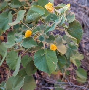 Abutilon leucopetalum at Uluru-Kata Tjuta - 11 May 2024