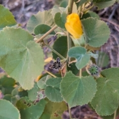 Abutilon leucopetalum at Uluru-Kata Tjuta - 11 May 2024 10:59 AM