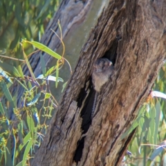Aegotheles cristatus (Australian Owlet-nightjar) at Uluru-Kata Tjuta - 11 May 2024 by Darcy