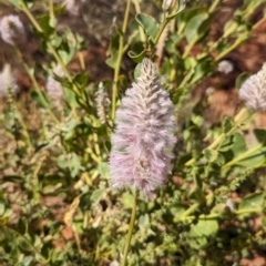 Ptilotus exaltatus (Pink Mulla Mulla) at Petermann, NT - 11 May 2024 by Darcy