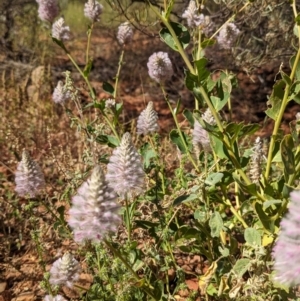 Ptilotus exaltatus at suppressed - suppressed