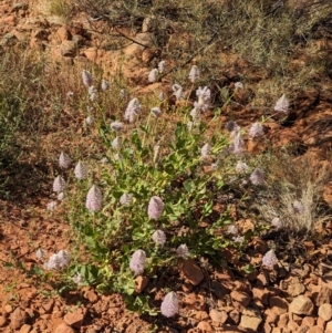 Ptilotus exaltatus at suppressed - suppressed