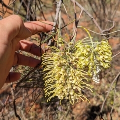 Hakea lorea (Bootlace Oak, Corkwood) at Petermann, NT - 11 May 2024 by Darcy