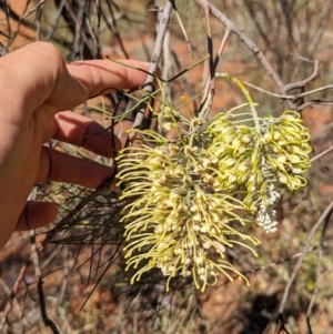 Hakea lorea at Uluru-Kata Tjuta - 11 May 2024 11:39 AM