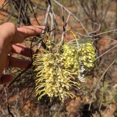 Hakea lorea at Uluru-Kata Tjuta - 11 May 2024 11:39 AM