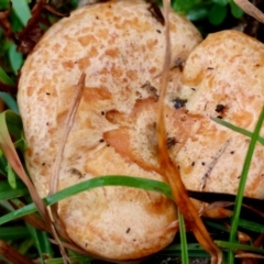 Lactarius deliciosus (Saffron Milkcap) at Mongarlowe, NSW - 4 Jun 2024 by LisaH