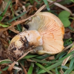 Lactarius deliciosus at QPRC LGA - 4 Jun 2024