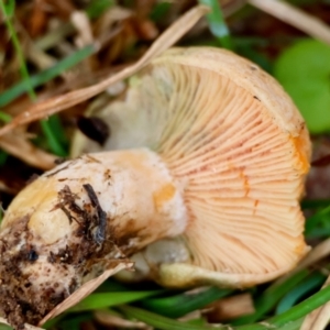 Lactarius deliciosus at QPRC LGA - 4 Jun 2024