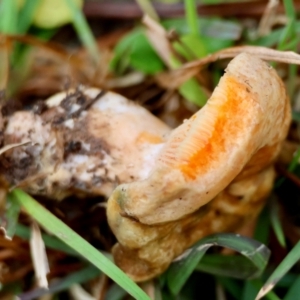 Lactarius deliciosus at QPRC LGA - 4 Jun 2024