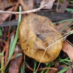 Scleroderma sp. (Scleroderma) at Mongarlowe River - 4 Jun 2024 by LisaH