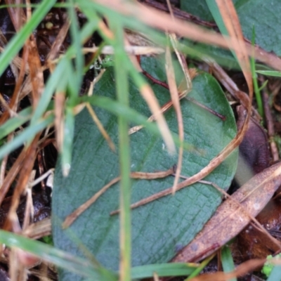 Chiloglottis sp. (A Bird/Wasp Orchid) at Mongarlowe River - 4 Jun 2024 by LisaH