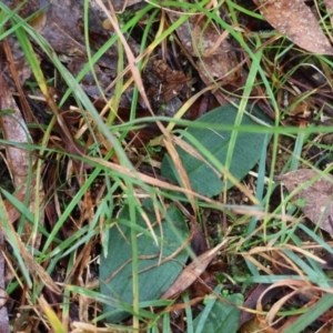 Chiloglottis sp. at QPRC LGA - 4 Jun 2024