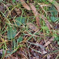 Chiloglottis sp. at QPRC LGA - 4 Jun 2024