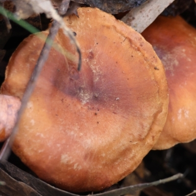 Unidentified Fungus at Mongarlowe River - 4 Jun 2024 by LisaH