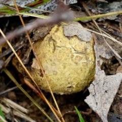 Scleroderma sp. (Scleroderma) at Mongarlowe, NSW - 4 Jun 2024 by LisaH