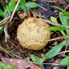 Scleroderma sp. at QPRC LGA - 4 Jun 2024