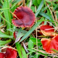 Hygrocybe sp. ‘red’ (A Waxcap) at QPRC LGA - 4 Jun 2024 by LisaH