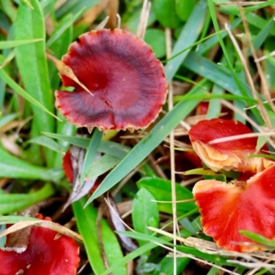 Hygrocybe sp. ‘red’ (A Waxcap) at Mongarlowe River - 4 Jun 2024 by LisaH