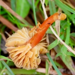 Hygrocybe sp. ‘red’ at QPRC LGA - suppressed