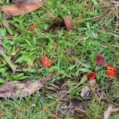 Hygrocybe sp. ‘red’ at QPRC LGA - suppressed