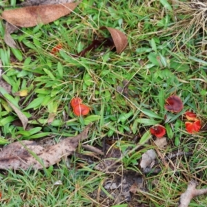 Hygrocybe sp. ‘red’ at QPRC LGA - suppressed