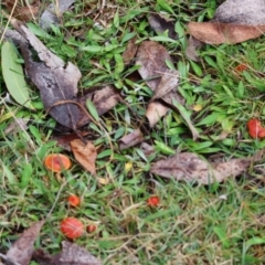 Hygrocybe sp. ‘red’ at QPRC LGA - 4 Jun 2024