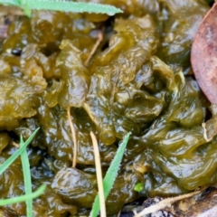 Unidentified Fungus at Mongarlowe River - 4 Jun 2024 by LisaH