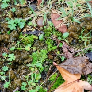 Nostoc sp. (genus) at QPRC LGA - 4 Jun 2024