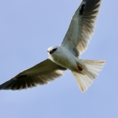 Elanus axillaris (Black-shouldered Kite) at QPRC LGA - 4 Jun 2024 by LisaH