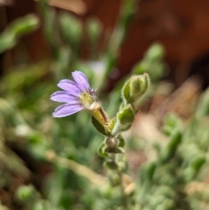 Scaevola parvifolia subsp parvifolia at Uluru-Kata Tjuta - 11 May 2024 12:41 PM