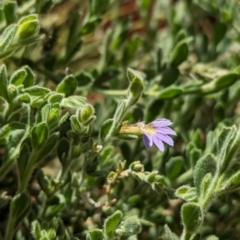 Scaevola parvifolia subsp parvifolia at Uluru-Kata Tjuta - 11 May 2024