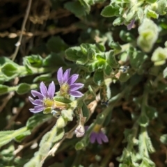 Scaevola parvifolia subsp parvifolia at Uluru-Kata Tjuta - 11 May 2024