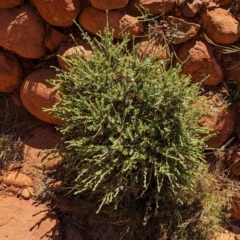 Scaevola parvifolia subsp parvifolia at Uluru-Kata Tjuta - 11 May 2024 12:41 PM