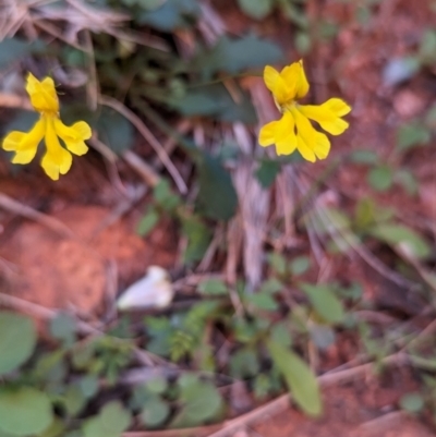 Goodenia glabra (Shiny Pansy, Smooth Goodenia) at Uluru-Kata Tjuta - 11 May 2024 by Darcy