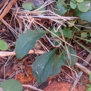 Goodenia glabra at Uluru-Kata Tjuta - 11 May 2024 02:32 PM