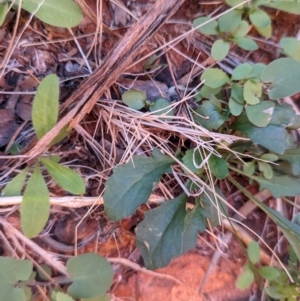 Goodenia glabra at Uluru-Kata Tjuta - 11 May 2024 02:32 PM