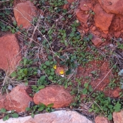 Goodenia glabra at Uluru-Kata Tjuta - 11 May 2024 02:32 PM