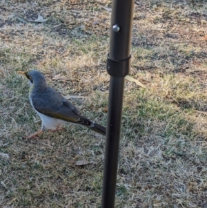 Manorina flavigula at Yulara, NT - 11 May 2024 04:12 PM