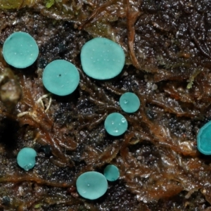 Chlorociboria at Tidbinbilla Nature Reserve - 1 Jun 2024