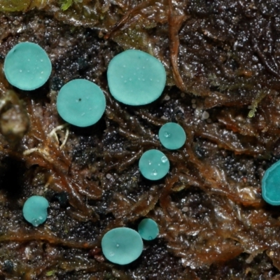 Chlorociboria (An elfcup fungus) at Paddys River, ACT - 1 Jun 2024 by TimL